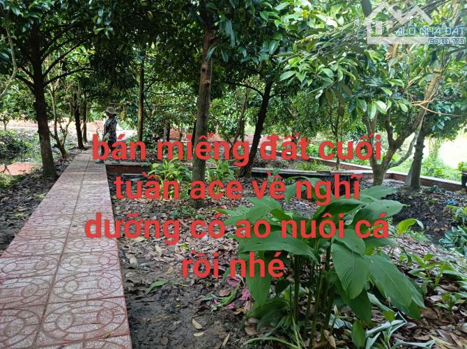 Bán đất vườn rộng đẹp gần 1000m2 không gian chil chil - 2