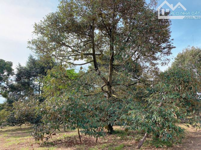 Bán hơn 1 mẫu 6 (16.240m2) đất Láng Lớn, huyện Châu Đức, BRVT - 2
