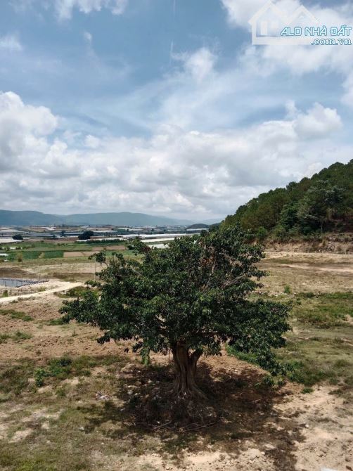 Bán đất 5,6hecta đất nông nghiệp Ka Đơn Đơn Dương Lâm Đồng giá 420triệu/sào - 3