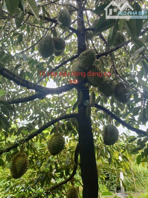 Bán đất vườn rộng đẹp gần 1000m2 không gian chil chil - 3