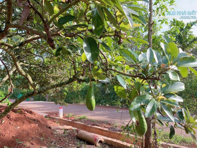 Bán hơn 1 mẫu 6 (16.240m2) đất Láng Lớn, huyện Châu Đức, BRVT - 7