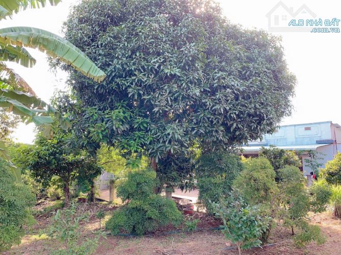 Bán hơn 1 mẫu 6 (16.240m2) đất Láng Lớn, huyện Châu Đức, BRVT - 8