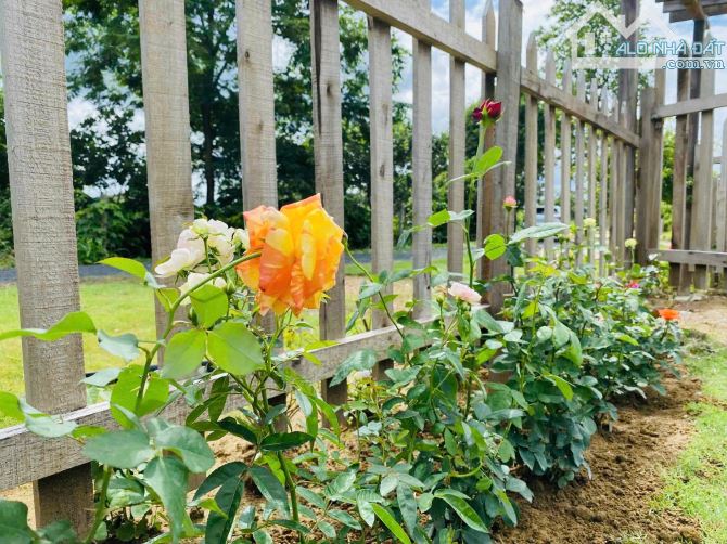 🌹 Bán 1000m2 tặng nhà vườn view sông Serepok tuyệt đẹp. - 9