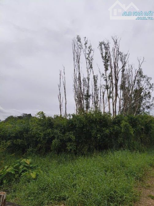 🔥Đất trồng ,đường Nhị Bình 15,xã Nhị Bình,Hóc Môn.dt 503,4m2 (7,5x67,5) đường 5m💵3.7tỷ.t - 1