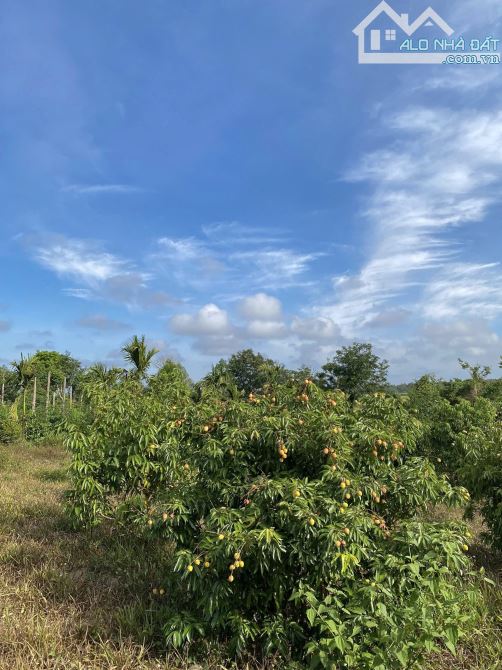 ✨ 5.810M2 (400M2 ONT) MẢNH VƯỜN LÝ TƯỞNG, CÓ VIEW CÁNH ĐỒNG LÚA XANH RÌ + 2 AO CÁ - 2,2 TỶ - 2