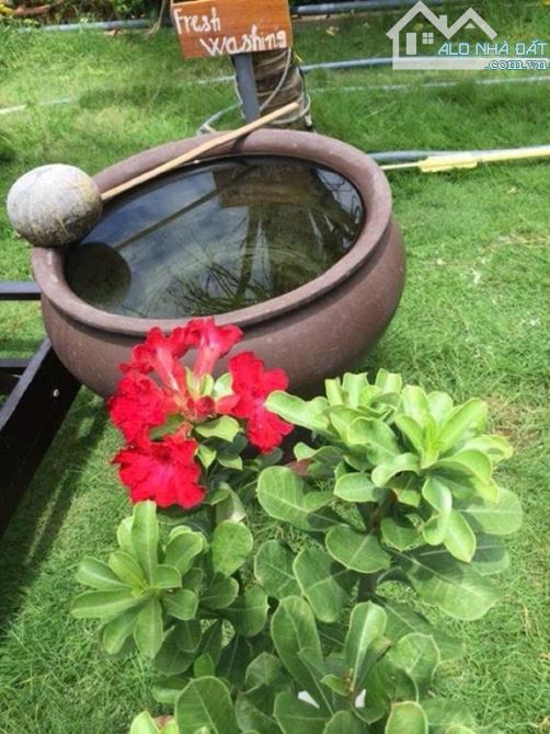 VILLA VIEW SÔNG - VIEW LÀNG RAU TRÀ QUẾ - GẦN PHỐ CỔ HỘI AN - 3