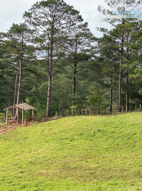 2 HA 7 ĐẤT VIEW NGHĨ DƯỠNG NGAY VÙNG VEN ĐÀ LẠT, CHỈ 7 TỶ 5 - 3