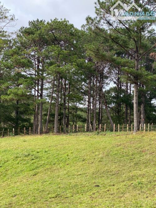 2 HA 7 ĐẤT VIEW NGHĨ DƯỠNG NGAY VÙNG VEN ĐÀ LẠT, CHỈ 7 TỶ 5 - 4