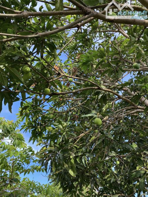 ✨ 5.810M2 (400M2 ONT) MẢNH VƯỜN LÝ TƯỞNG, CÓ VIEW CÁNH ĐỒNG LÚA XANH RÌ + 2 AO CÁ - 2,2 TỶ - 4