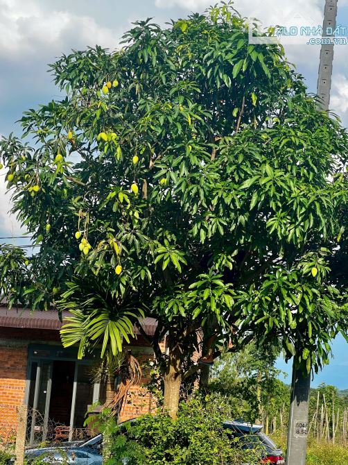 👊 Bán gấp lô 391m2 gần Táo Garden ở Ea Hú, Cư Kuin - 10