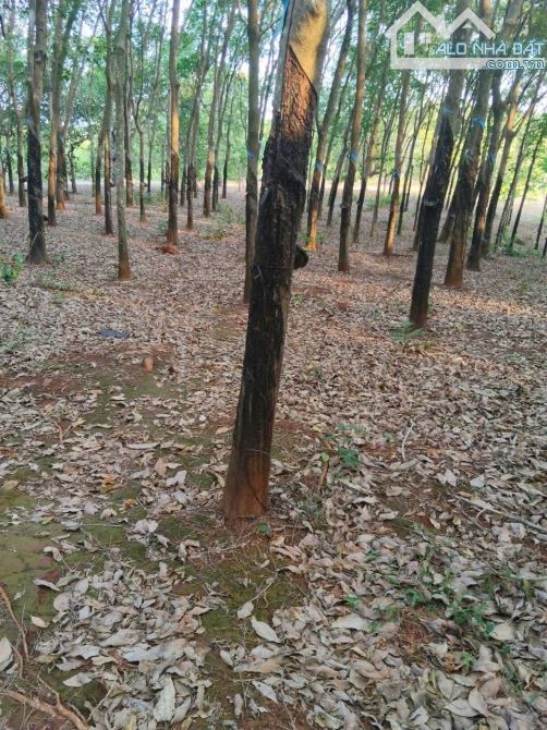 5700m2 đất Phú Riềng có 100m mặt tiền đường giá 690tr - 3