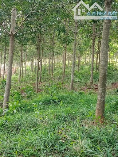 Cần bán 2,2 mẫu cao su, đường oto tới đất , có sẵn cao su, đất cao ráo, giá 1.1 tỷ/mẫu