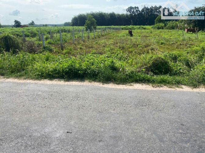 Bán đất đường nhựa Ấp Bàu đưng Xã Tân Phong, Tân Biên Tây Ninh 5x64m thổ 50m2 giá 290tr