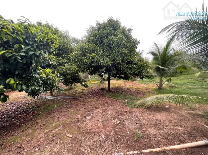 B.án 7300m2.+3000m2 giấy tay. Tc (1 ha). Có 300m2 Thổ Cư. Với 54m Mặt Tiền Đường Bê Tông. - 13