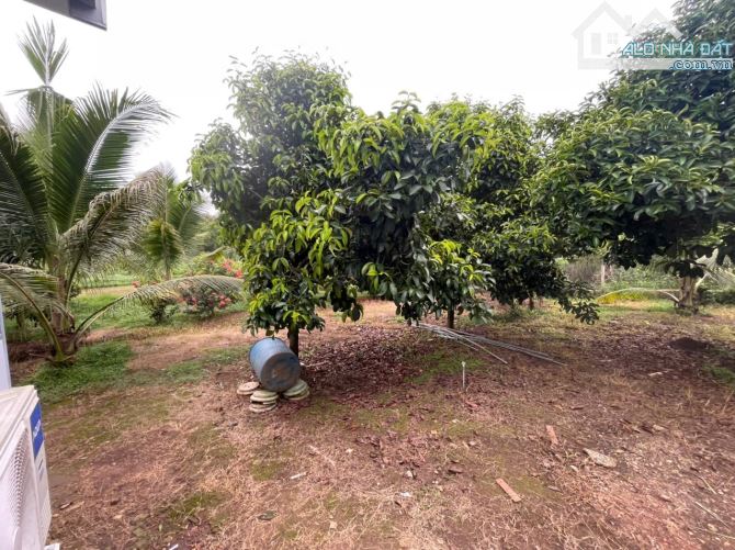 B.án 7300m2.+3000m2 giấy tay. Tc (1 ha). Có 300m2 Thổ Cư. Với 54m Mặt Tiền Đường Bê Tông. - 14