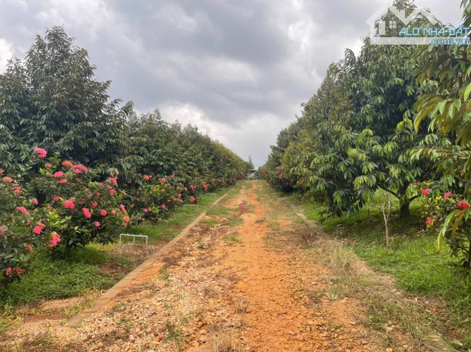 B.án 7300m2.+3000m2 giấy tay. Tc (1 ha). Có 300m2 Thổ Cư. Với 54m Mặt Tiền Đường Bê Tông. - 18