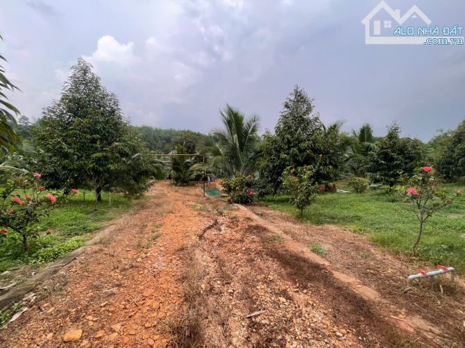 B.án 7300m2.+3000m2 giấy tay. Tc (1 ha). Có 300m2 Thổ Cư. Với 54m Mặt Tiền Đường Bê Tông. - 19