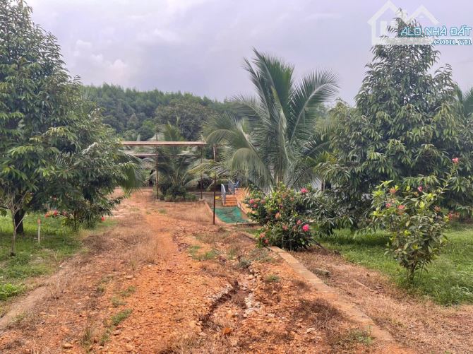 B.án 7300m2.+3000m2 giấy tay. Tc (1 ha). Có 300m2 Thổ Cư. Với 54m Mặt Tiền Đường Bê Tông. - 20