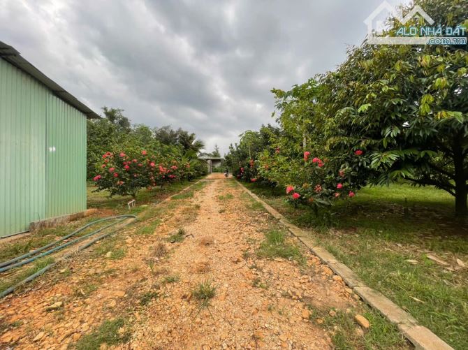 B.án 7300m2.+3000m2 giấy tay. Tc (1 ha). Có 300m2 Thổ Cư. Với 54m Mặt Tiền Đường Bê Tông. - 21