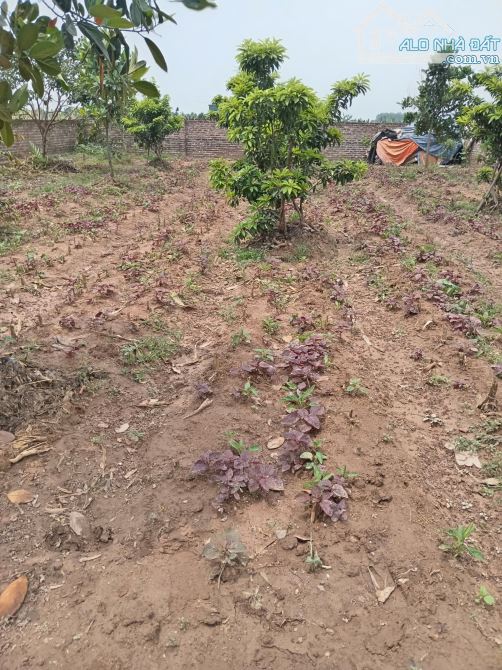 Bán 610m2 đất 50 năm Vân Côn, Hoài Đức chỉ 5 triệu/m2 - 2