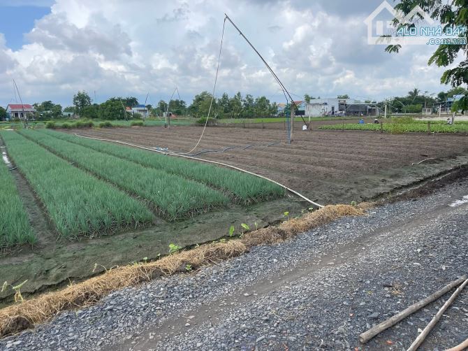 Bán 1800m2 vườn có 130m thổ cư xã Long Trạch, Cần Đước - 2