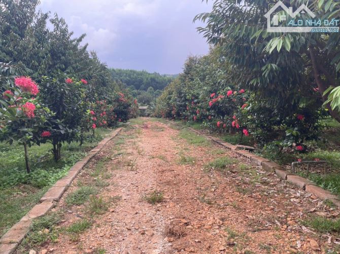 B.án 7300m2.+3000m2 giấy tay. Tc (1 ha). Có 300m2 Thổ Cư. Với 54m Mặt Tiền Đường Bê Tông. - 22