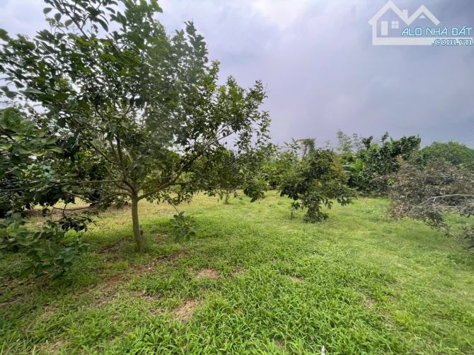 B.án 7300m2.+3000m2 giấy tay. Tc (1 ha). Có 300m2 Thổ Cư. Với 54m Mặt Tiền Đường Bê Tông. - 23