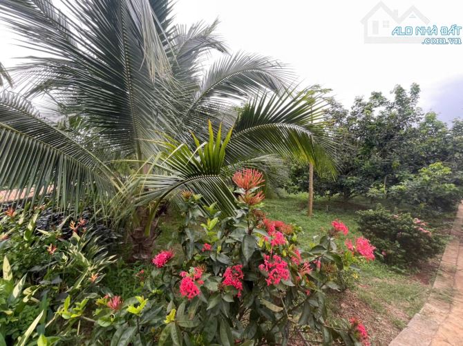 B.án 7300m2.+3000m2 giấy tay. Tc (1 ha). Có 300m2 Thổ Cư. Với 54m Mặt Tiền Đường Bê Tông. - 27