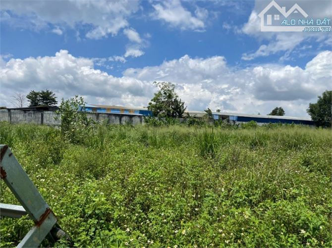 D239 bán đất đã chuyển đổi SKC sử dụng lâu dài, mặt tiền lớn phù hợp xây dựng - 2