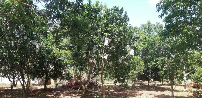 Láng Lớn – Bán lô đất lớn 3 mặt tiền – vị trí đắc địa – phù hợp làm dự án – giá hấp dẫn