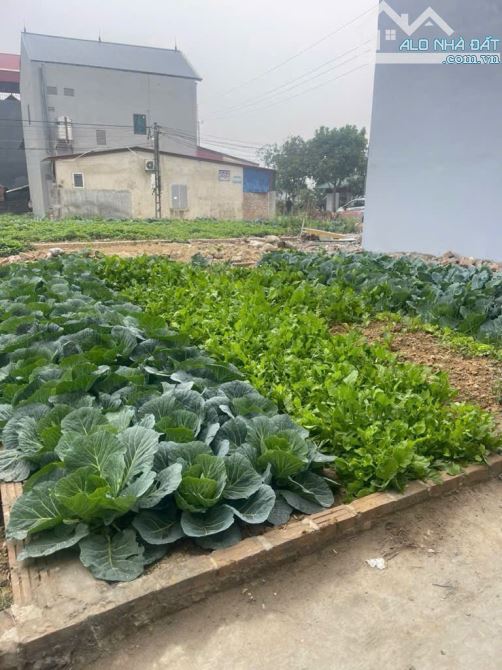 MUA ĐẤT TẶNG RAU- MẢNH ĐẤT NHỎ XINH - GẦN BÌA LÀNG 5m - ĐÔNG LẠI QUANG TIẾN
