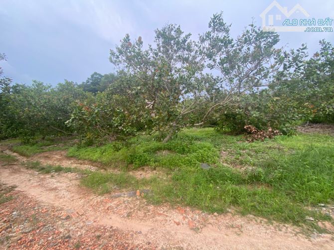 2,2ha nhà cửa điện nước đầy đủ,cách nhựa 150m chỉ vơi giá 1 tỷ 350 triệu - 1