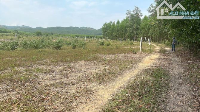 CẦN BÁN LÔ ĐẤT KHÁNH BÌNH – KHÁNH VĨNH - 3