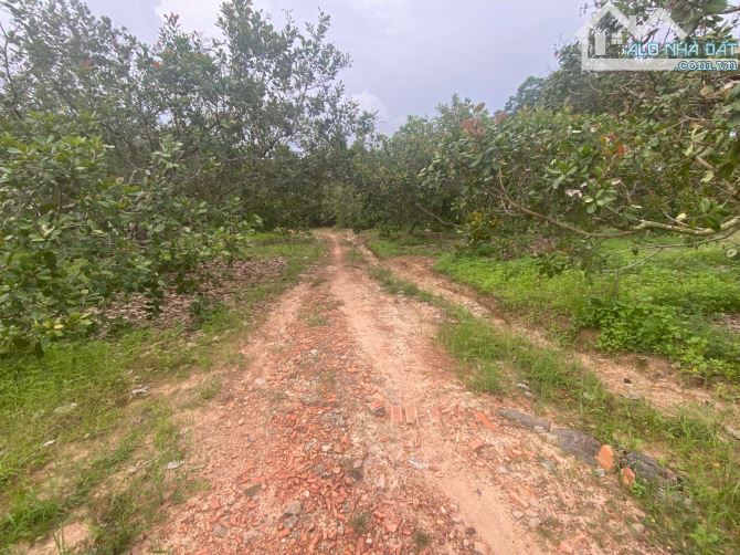2,2ha nhà cửa điện nước đầy đủ,cách nhựa 150m chỉ vơi giá 1 tỷ 350 triệu - 3