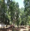 Láng Lớn – Bán lô đất lớn 3 mặt tiền – vị trí đắc địa – phù hợp làm dự án – giá hấp dẫn