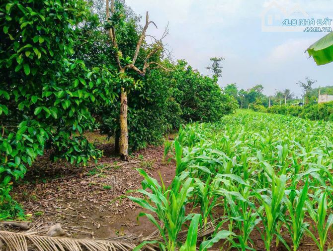 Cần bán 1 mẫu vườn trái cây 2 mặt tiền đường sẵn 300m2 thổ cư gần hồ Quảng Thành - 1