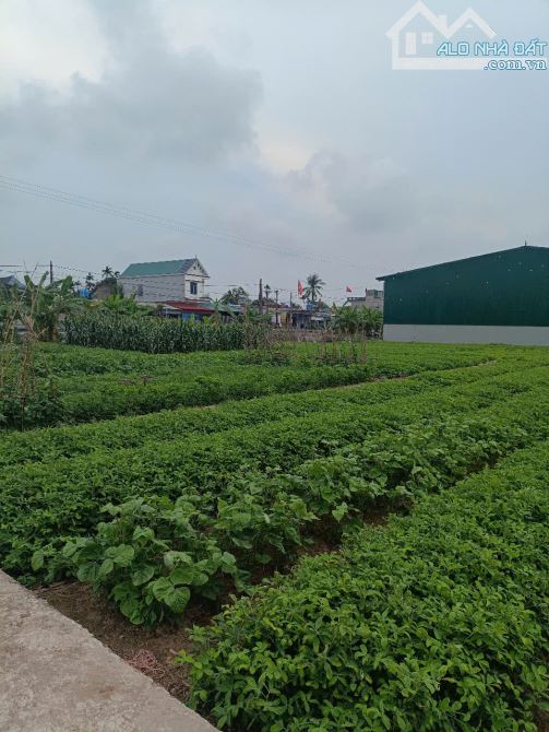 Bán đất- Đông Phương,đầu tư chắc thắng,Vị trí đẹp,giá rẻ nhất thị trường,DT: 150m,Giá:1tỉ - 2