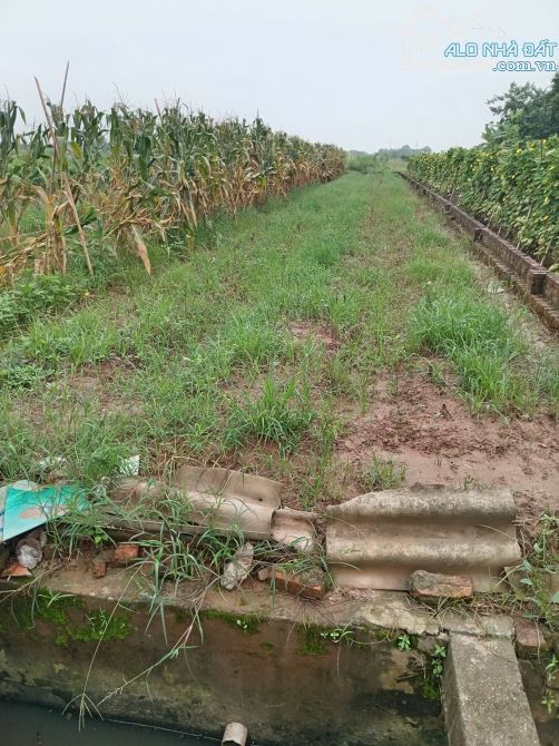 Bán 385m2 đất 50 năm Song Phương, Hoài Đức chỉ 1 tỷ 540 triệu - 2