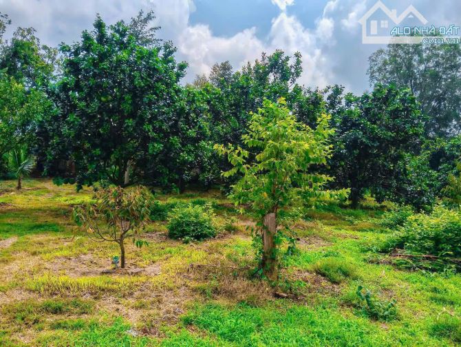 Cần bán 1 mẫu vườn trái cây 2 mặt tiền đường sẵn 300m2 thổ cư gần hồ Quảng Thành - 2