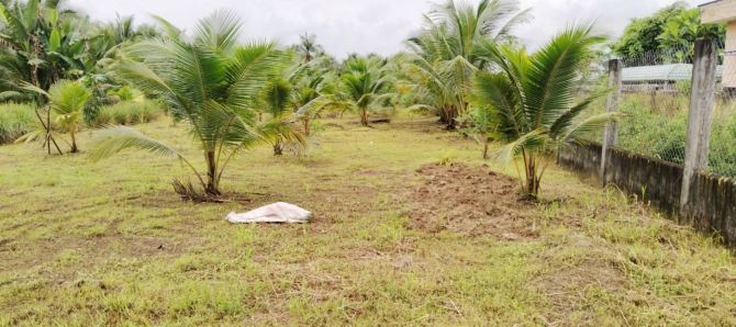 Bán 3000m2 đất mặt tiền đường nhựa Giồng Trường - 3