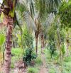 🌈🌈 CHỦ CẦN BÁN GẤP VƯỜN TRÁI CÂY SIÊU RẺ ĐẸP LÁNG DÀI 2900m2
