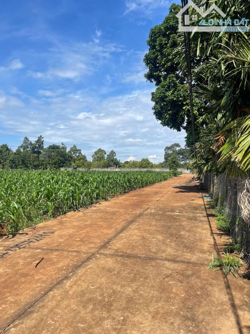 5x39m ĐẤT THỔ CƯ ĐẸP NHẤT THÔN 3 CƯSUE GIÁ RẺ - 6
