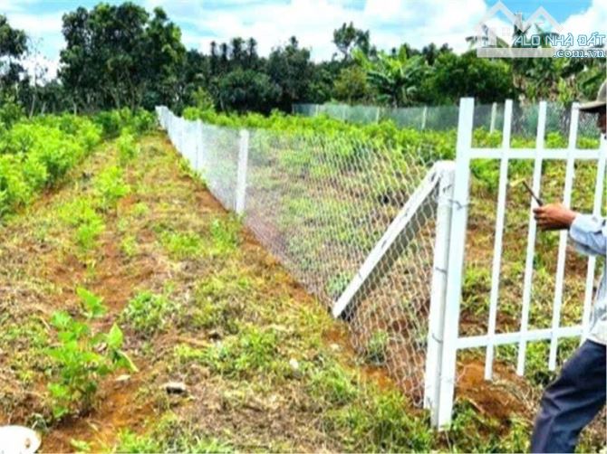 LÔ ĐẤT VÀNG 1000M2 MẶT TIỀN NHỰA PHÍA SAO CÓ SUỐI CỰC MÁT - 1