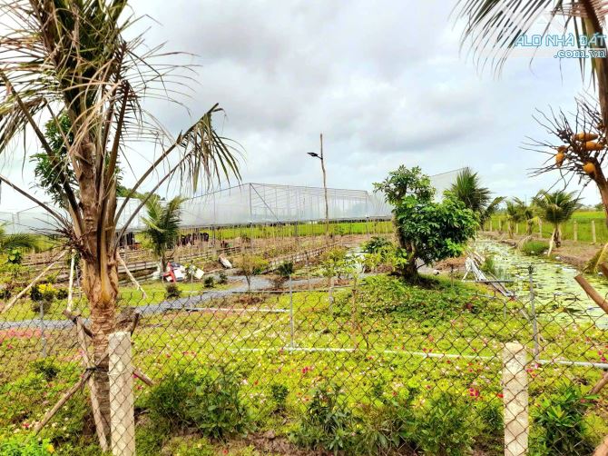 Siêu phẩm, 500m2 đất vườn view sông cực đẹp chỉ 500tr - 2