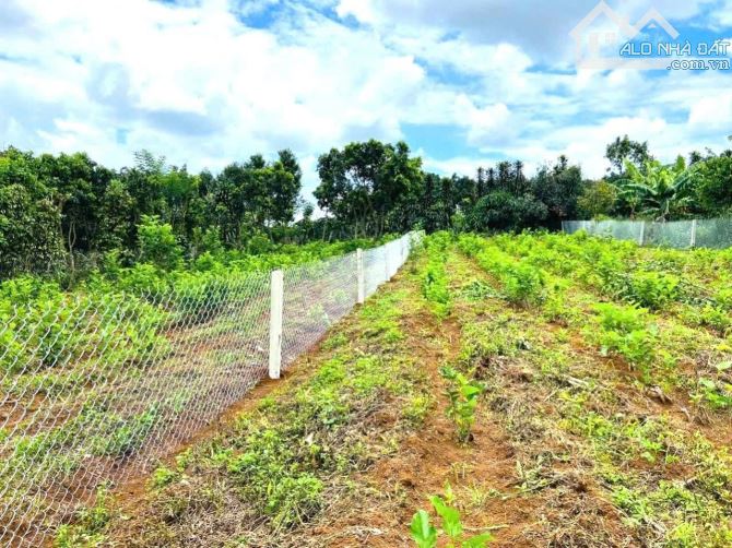 LÔ ĐẤT VÀNG 1000M2 MẶT TIỀN NHỰA PHÍA SAO CÓ SUỐI CỰC MÁT - 3