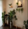 🌟 BÁN NHÀ MẶT TIỀN ĐƯỜNG KIM ĐỒNG – P6, TRUNG TÂM ĐÀ LẠT – CHỈ 5 TỶ 9 🌟