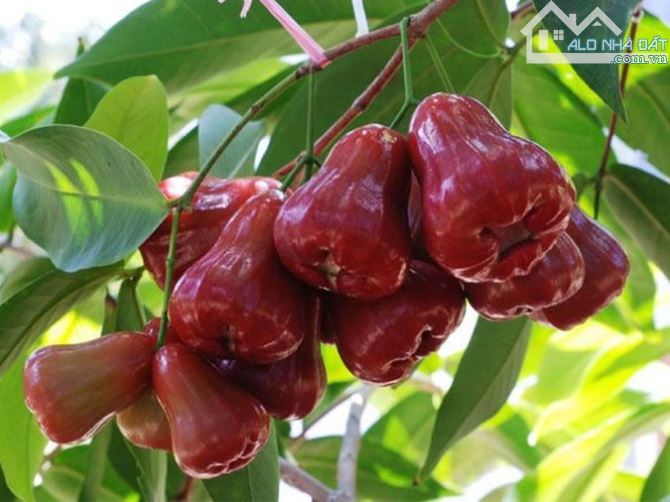 Chủ Định Cư Nước Ngoài Cần Bán Gấp Vườn 3.500m² Gần TP Long Khánh Chỉ 1,9 Triệu/m² - 1