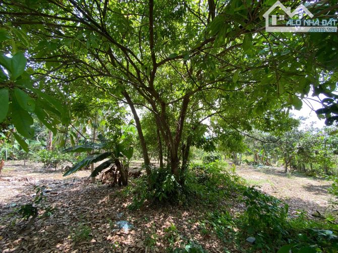 Bán Nhanh Lô Đất Vườn Trái Cây Tâm Huyết 3150m QH full Thổ Diên Thọ - Cách TL2 70M - 11