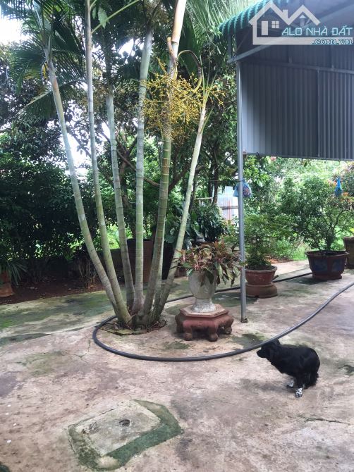 Gần 500m2 Ywang, thổ cư 300m2. Bên hông trường học Nguyễn Trường Tộ - 3