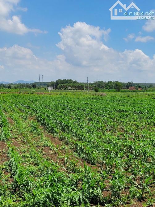 Cần bán 2.5ha đất mặt tiền DT992, ngang đến 140m tại Đá Bạc, KDC hiện hữu - 3